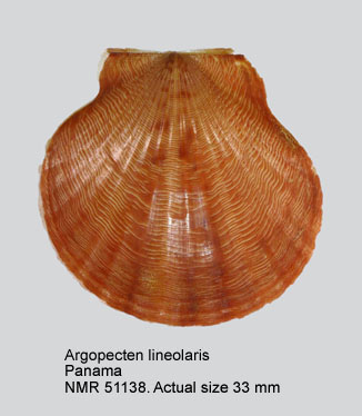 Argopecten lineolaris.jpg - Argopecten lineolaris(Lamarck,1819)